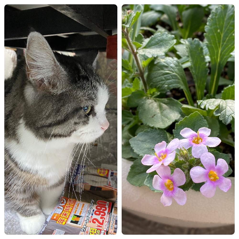 バルコニー/ベランダの画像 by ねねにゃんさん | バルコニー/ベランダとバコパとNo Cat No Lifeとおうち園芸と猫大好き‼と花のある暮らしと猫のいる暮らしとかわいい❤