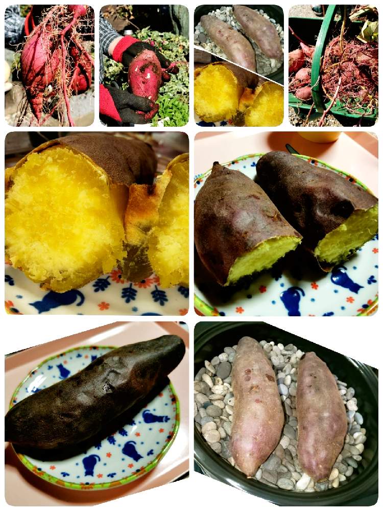 畑の画像 by マカロンさん | 畑と幸せ♡とおすそ分けとおうち園芸とさつまいも掘りとプランター栽培と石焼き芋とおうちで自然を感じる