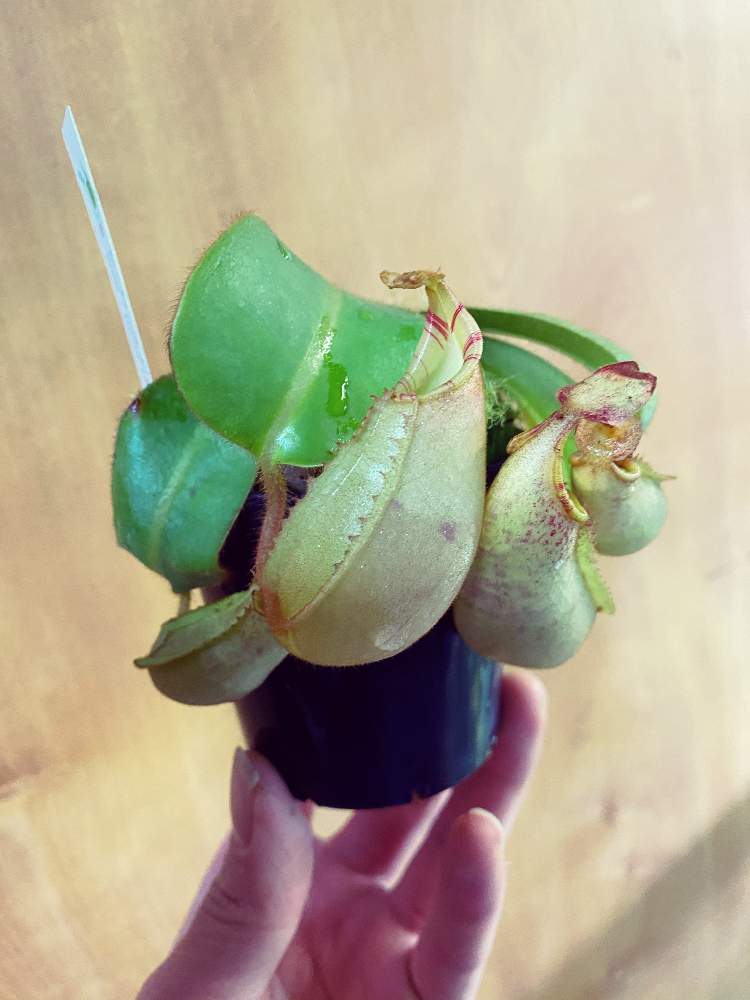 部屋の画像 by いろはさん | 部屋と食虫植物とネペンテス属と植中毒と食虫植物・ウツボカズラと珍奇植物とビザールプランツと食虫植物広め隊