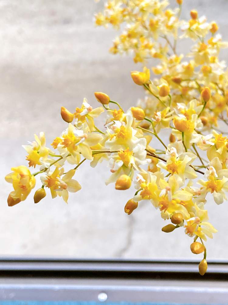 お出かけ先の画像 by まっしゅさん | お出かけ先とオンシジウムと長野県と黄色の花❤︎とありがとうございます❤︎とオンシジウム トゥインクル