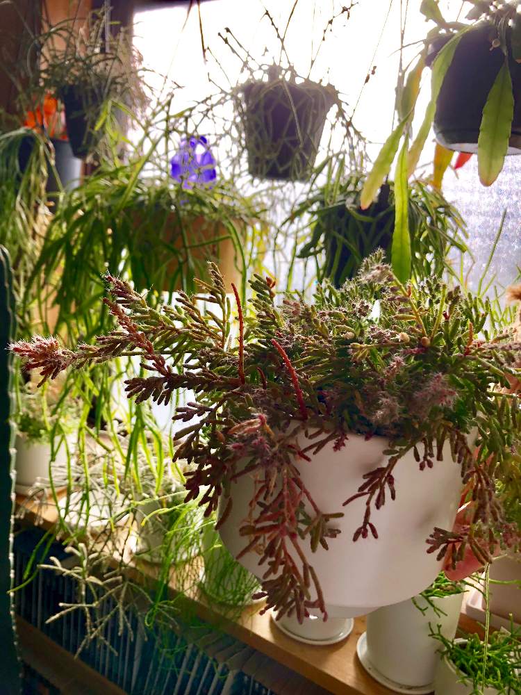 寝室の画像 by meguさん | 寝室とリプサリスとリプサリス メセンブリアンテモイデスとインドアグリーンと多肉植物とサボテン科と休日の朝とインテリアガーデンと観葉植物と南側の窓とボタニカルライフとみずやりと葉っぱと森林性サボテンと緑のある暮らしと今日イチ可愛い植物とリプサリス属とお部屋ガーデンとユーフォルビアとインテリアグリーンとインドアガーデン