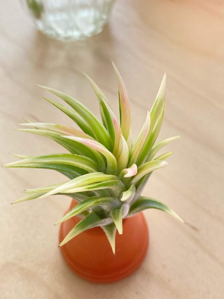 棚の画像 by とちさん | 棚とイオナンタ アルボマジナータと多肉植物とみどりのある暮らしとエアプランツ イオナンタとやらかしたとおうち園芸と多肉生活とエアープランツ/チランジア