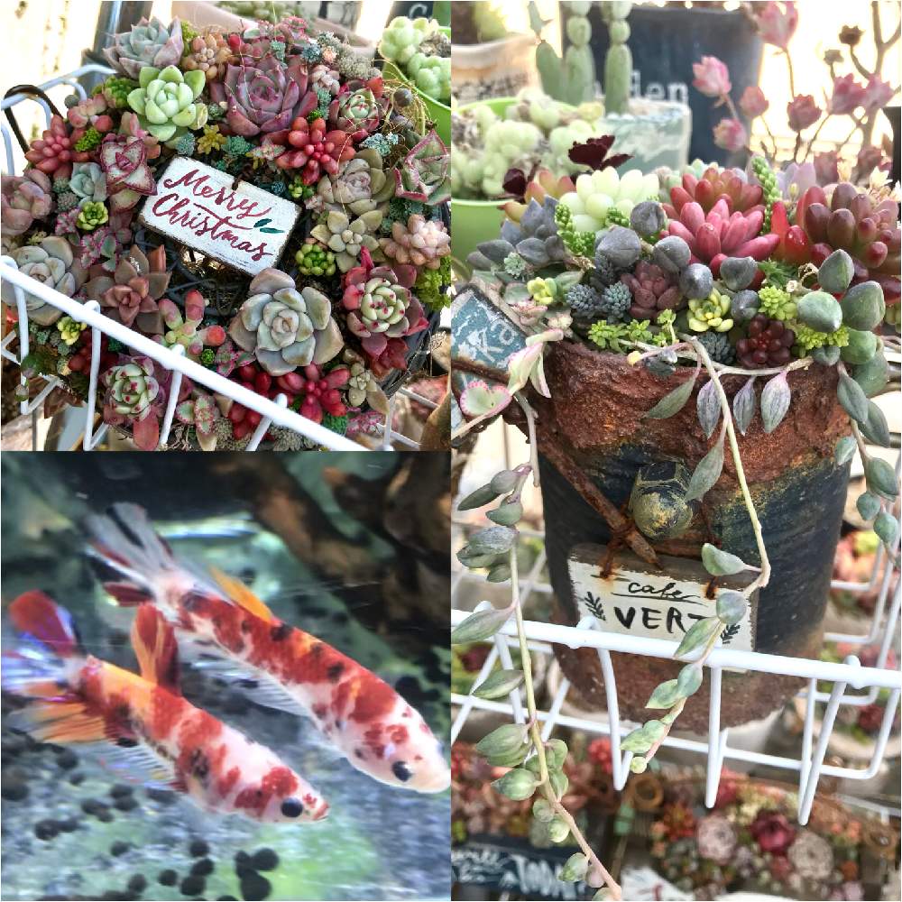 バルコニー/ベランダの画像 by hideさん | バルコニー/ベランダと多肉植物の寄植えと多肉リースとセダム属とオトメンズと多肉16同期と多肉植物と多肉男子とHTCとジジババ同盟とベランダガーデニングとビザールファームとセダムセット希望とmaiちゃんのリメ缶と植中毒とエケベリア属とikuraちゃんWSとタニラーとオブラー党と鯉ベタと多肉植物の寄植とikuraちゃんとバルコニスト