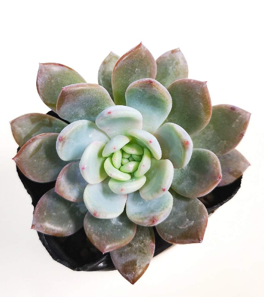 バルコニー/ベランダの画像 by eyeさん | バルコニー/ベランダとラウリンゼとエケベリア属 ラウリンゼとEcheveria 'Laulindsa'とラウイ×リンゼアナとEric WaltherとGrow Nurseryと☆eye☆エケベリア属とRobert GrimとSeong Ju HwangとEcheveria 'Laulindsa'と交配種とNick Wilkinsonと☆eye☆349と三重県とSan Marcos GROWERSとエケベリア属と☆eye☆交配種と☆eye☆ら行と30%セールと松阪フラワーセンターと松フラと手書きのタグ