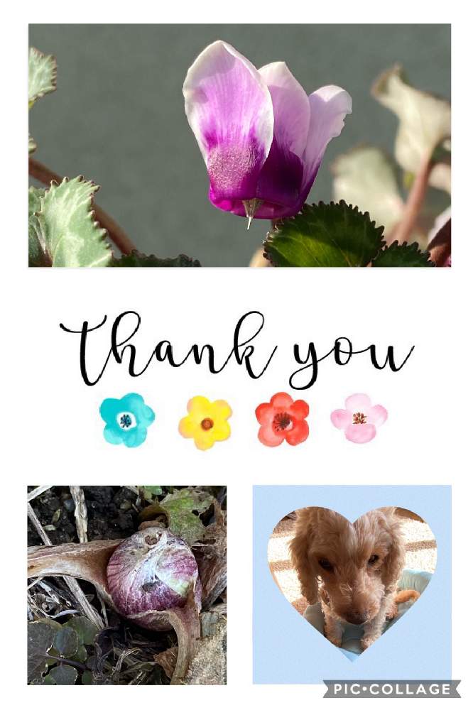 の画像 by まっしゅさん | フキの芽と紫色の花❤︎とありがとうございます❤︎と頑張ったね❤︎とおうち園芸と長野県とガーデンシクラメン❤︎
