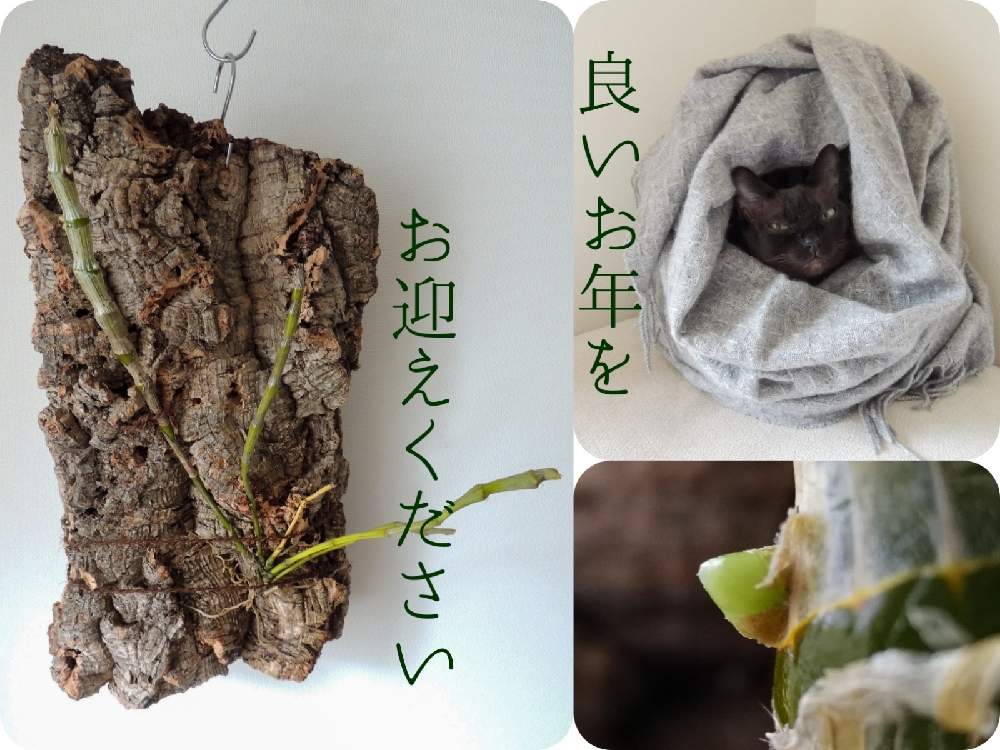窓辺の画像 by woodAppleさん | 窓辺と花芽とネコのいる暮らしとDendrobium wardianumとテンドロビウム原種と臭いと香り