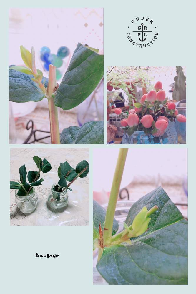 部屋の画像 by ベティさん | 部屋とヒペリカムとありがとう✨と春が待ち遠しいと嬉しいなあ♡と平和な日々を願いと花のある暮らしと可愛いピンク色♡と小さな幸せ