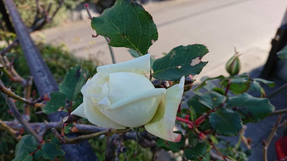 フェンスの画像 by Senさん | フェンスと水曜ローズショーとチーム岐阜とおうち園芸とばら 薔薇 バラと薔薇・新雪♪とつるばら♪としろいはな