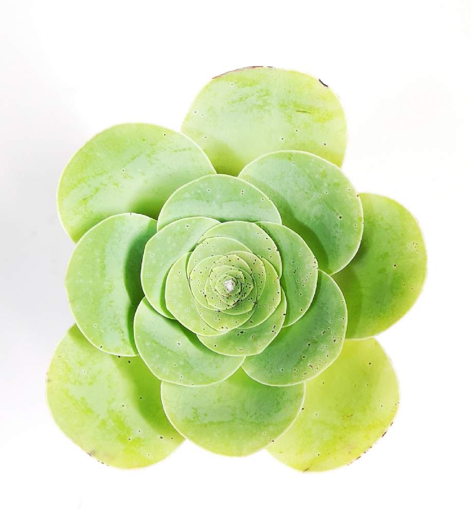 バルコニー/ベランダの画像 by eyeさん | バルコニー/ベランダとアエオニウム ディプロキクラ ゴメラとAeonium Guarimiarとラ・ゴメラ島とカナリア諸島と水曜ローズショーと☆eye☆か行とAeonium diplocycla ex La Gomera-Guarimiarとアエオニウム属とグアリミアと三重県とディプロキクラ ゴメラとAeonium Guarimiar☆と⭐eye⭐アエオニウム属とグアリミアルとディプロキクラ ゴメラ グアリミア(ル)とアエオニウム属 マウンテンローズとmercariと☆eye☆mercariと☆eye☆545