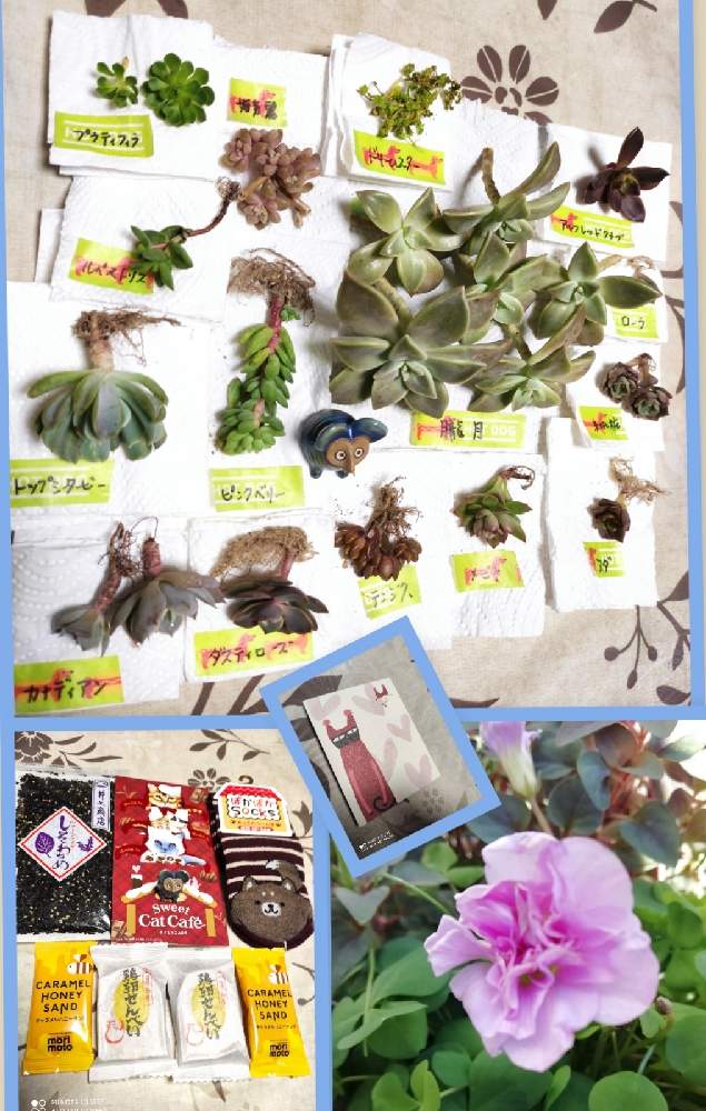 の画像 by チャティさん | 八重咲きオキザリス ポンポンと多肉植物の苗。と八重咲きオキザリス ポンポンと多肉大好きとキモカワ倶楽部と八重咲きオキザリスと八重咲と多肉植物のある暮らしとおうち園芸とコロナに負けるな!と多肉女子と八重咲オキザリスポンポンと繋がりに感謝✨と多肉苗