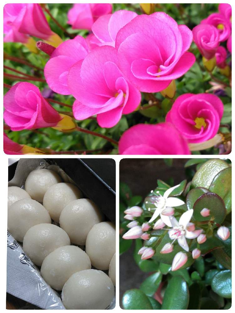 玄関の画像 by nonno03さん | 玄関とオキザリス・桃の輝きと金のなる木 花月と花月(金のなる木)と感激!ともうすぐお正月と小さな幸せ❤と魅力的✩°。⋆としあわせ時間❤️と育てるの楽しみと私のお気に入り。と嬉しいなぁσとキラキラしてるーっ!と楽しみを有難う❗とクルクルの蕾と手間要らずの花