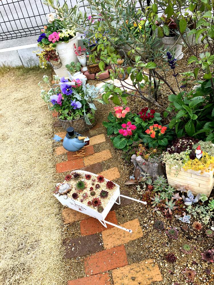 の画像 by ゴールさん | かわいい♡と センペルビウムと寄せ植えと多肉ちゃんとアンティークレンガとアンティーク鉢と セダムとお庭と癒し♡
