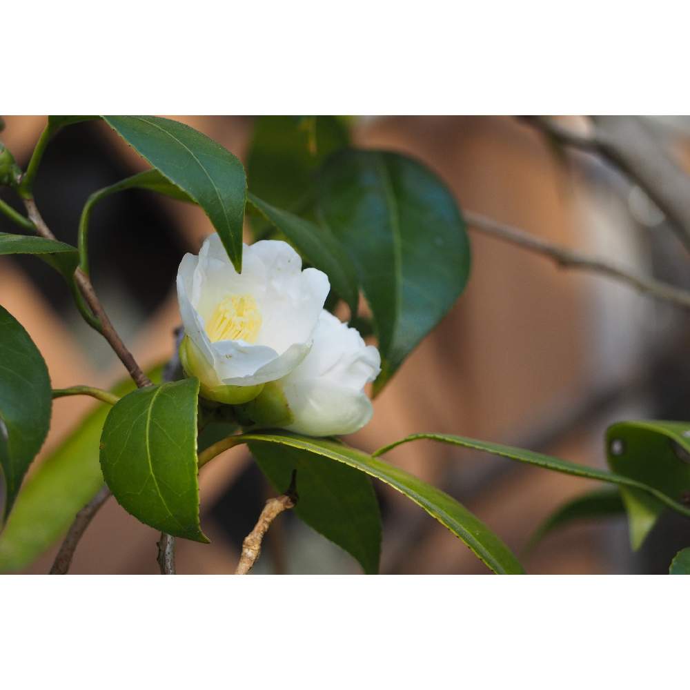 小さな庭の画像 by 我楽多さん | 小さな庭と侘助と12月の花とOMD EM-10とOLY 17mm F1.2