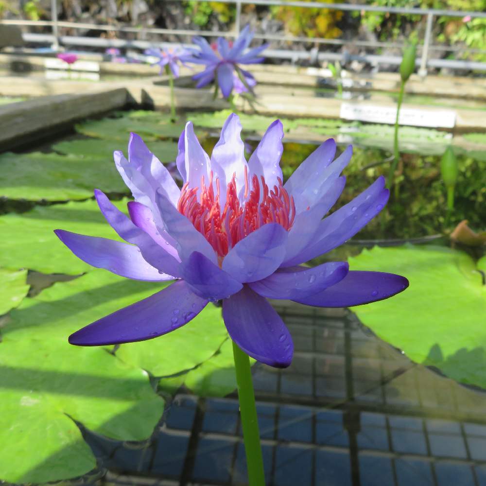 お出かけ先の画像 by かずやんさん | お出かけ先と熱帯スイレンと伊豆バナナワニ園