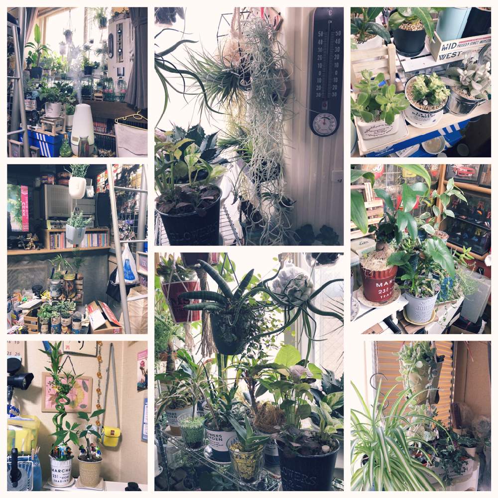 窓辺の画像 by はむしょうさん | 窓辺と多肉植物と観葉植物と観葉植物の寄せ植えと多肉植物寄せ植えと道産子タニラーと多肉植物のある暮らしとおうち園芸と置き場所が無いとサボテンの寄せ植えとサボテンのある暮らしと観葉植物のある暮らし