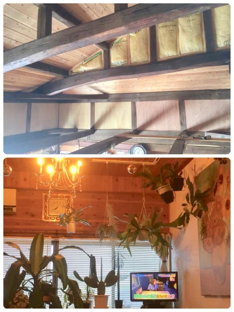 部屋の画像 by ミッチさん | 部屋と吹き抜け内壁貼りとダイニングの窓側席と植物のある暮らしとお気に入り♡と緑のある暮らしと大きくな〜れ!と自然とのふれあいとミッチの会と元気に育て!とDIYと楽しみ〜とGREEN UP!とすくすく育ってね♡と植物に癒されて