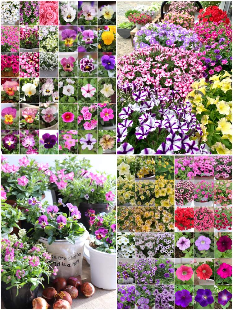 の画像 by かぶれちゃんさん | 種から栽培と岩手県と挿し芽とビオラ・パンジーと観察記録とお気に入りとPWとサンフラマニアと挿し木とピエナとおうち園芸と当選とハンギングと#お庭と暮らすとハルディンと鉢植えと我が家の庭と花のある暮らしとサフィニア・ペチュニアとPWアンバサダー