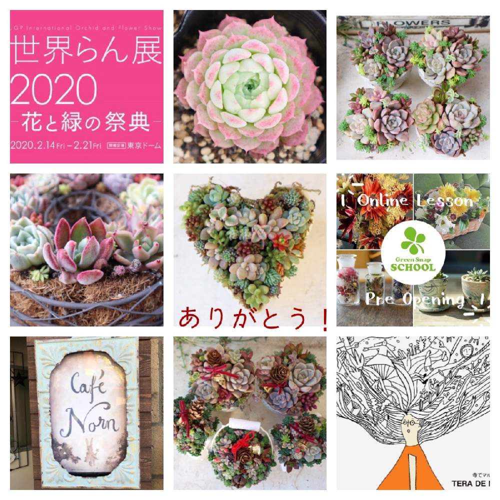 小さな庭の画像 by 多肉堂ホリユミさん | 小さな庭とセダム属と多肉植物とタニパトと多肉大好きとホーザン(株)ピンセットと多肉植物寄せ植えと多肉のある暮らしとおうち園芸とエケベリア属と多肉女子とタニラーと韓国苗とガーデニングと多肉棚と多肉植物の育て方と多肉寄せ植えと多肉狩りとワークショップ とGSスクール