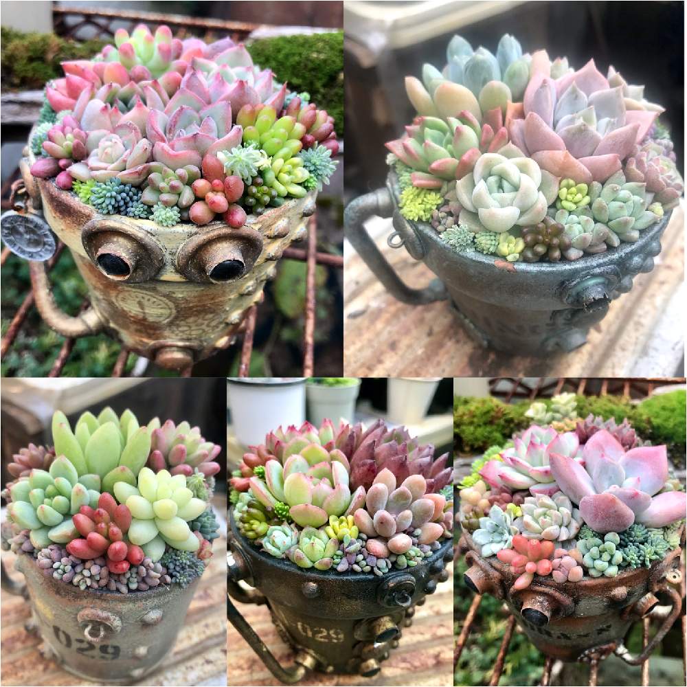 バルコニー/ベランダの画像 by hideさん | バルコニー/ベランダと多肉植物の寄植えとセダム属とオトメンズと多肉16同期と多肉植物と多肉男子とHTCとジジババ同盟とベランダガーデニングとnomaちゃんのリメ缶とビザールファームとセダムセット希望と植中毒とエケベリア属とikuraちゃんWSとタニラーとオブラー党とnomaチャンスチパン鉢と多肉植物の寄植とikuraちゃんとバルコニスト