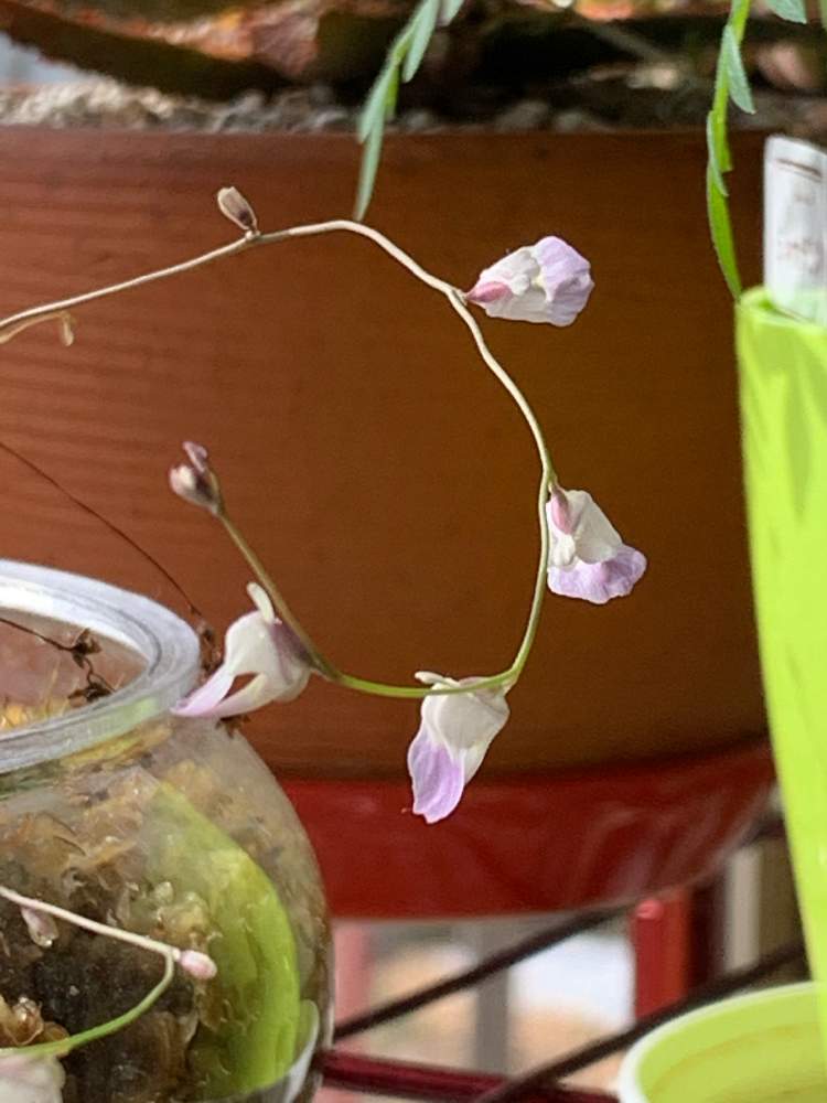 の画像 by ちきさん | ミミカキグサ リビダと食虫植物と開花とおうち園芸