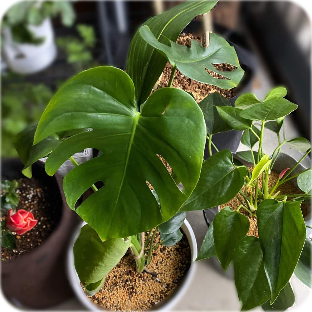 の画像 by ルミさん | アンスリウムとモンステラと観葉植物とつぼみ好きとハイビスカスミセスユニと小さな苗からとおうち園芸と植中毒と鉢植えと玄関先と今日のハイビスカス