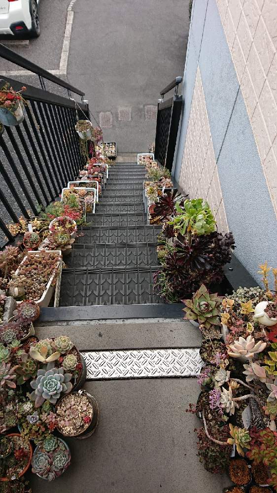 階段/廊下の画像 by しぃさん | 階段/廊下と多肉植物とポー友の会 中国支部と晴れの国タニラーGPとポー友の会とOMTN©と成長記録と階段多肉と多肉寄せ植え