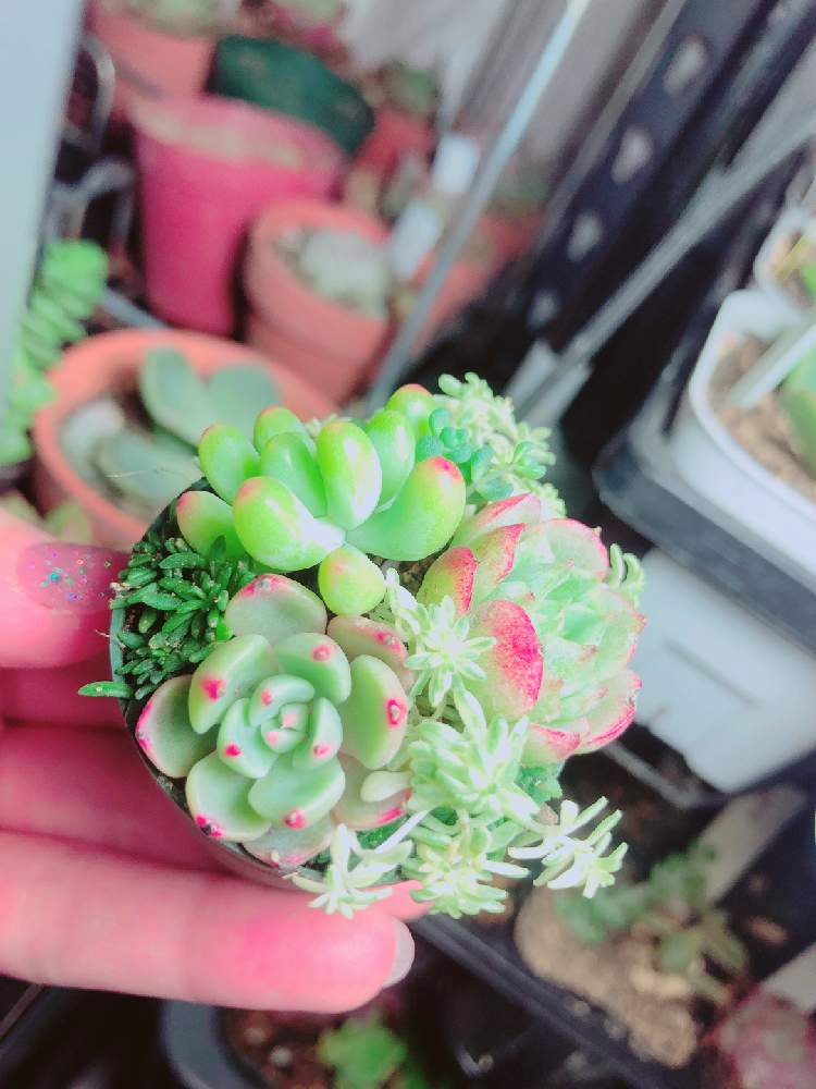 の画像 by ぬーさん | 多肉植物とよせ植えとメモと#自己満日記と多肉小屋とチャレンジと2020 ありがとうと自然にお任せと大いに自己満とおうち園芸と初心者日記とタニ友募集とちま寄せと来年も宜しくお願いしますと雑談と多肉生活と大いに自己満とごちゃ混ぜと記録用とちまちま寄せ