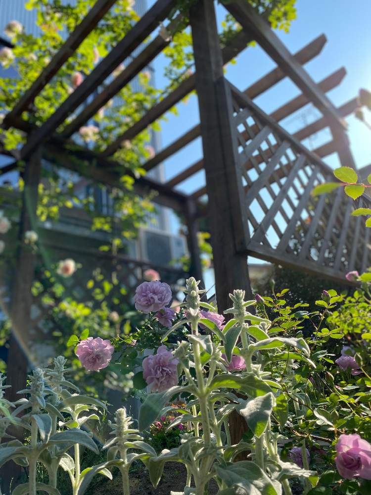 小さな庭の画像 by ネイビーさん | 小さな庭と2020とばら バラ 薔薇と日はまた昇るとバラ・ピエールドゥロンサールとバラのある暮らしと薔薇レイニーブルーとおうち園芸とげんきもらえますと新潟と可愛いね❗と花のある暮らしとバラの地植えとバラを楽しむと癒しのひと時