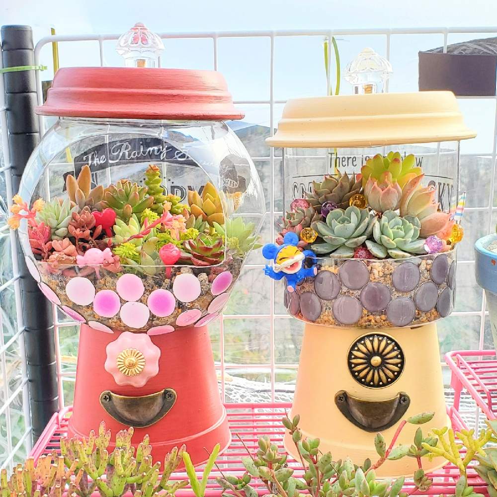 の画像 by mimi29K∧N∧さん | 多肉植物とリメ缶とリメイクと多肉植物が好きな人と繋がりたいと多肉植物寄せ植えとおうち園芸とタニ友募集とリメ鉢とセダム寄植えとエケベリア属とエケベリア寄せとガチャガチャ鉢とキャンディポットとリメイク缶と多肉鉢植え苗ケース希望とリメイク鉢とガチャガチャ