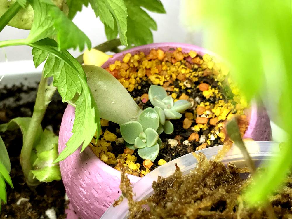 部屋の画像 by らー♔さん | 部屋とセロリと多肉ちゃん。と食虫植物 モンセンゴケと多肉植物と成長中とおうち園芸と癒されると花のある暮らしと増え途中