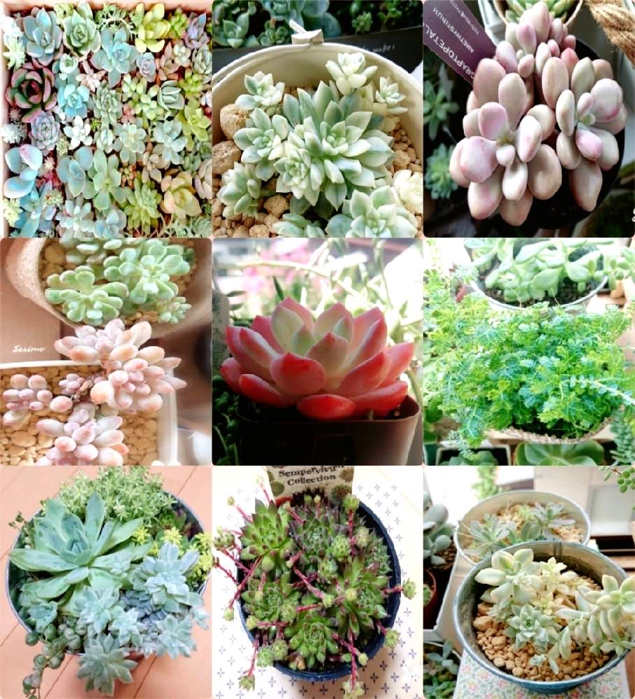 窓辺の画像 by セリモさん | 窓辺と多肉植物と2020と多肉大好きとわが家の多肉スペースと多肉のある暮らしとわが家の多肉さん