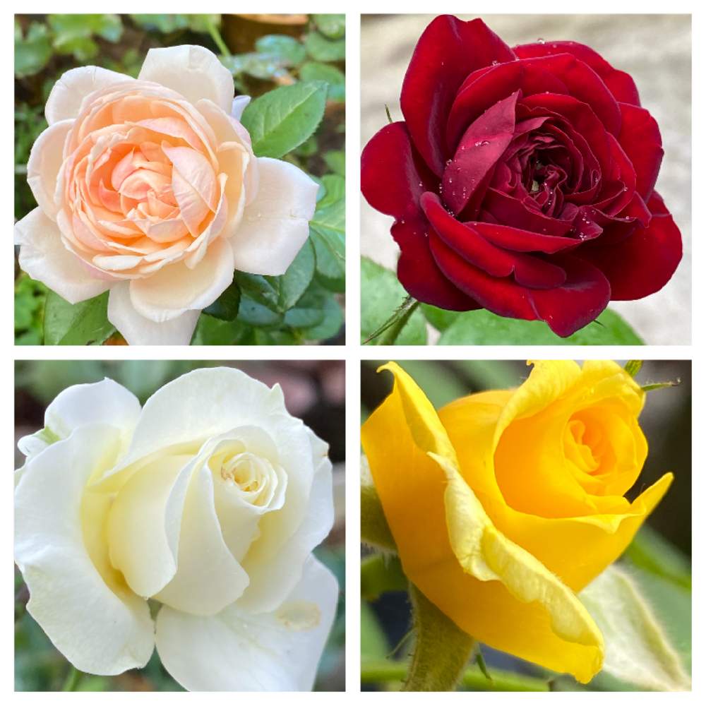 小さな庭の画像 by Be happy !さん | 小さな庭とbe happy❤️とばら バラ 薔薇とおうち園芸とだいすき♥️と心が安らぐと幸せ色とキレイな色❣️と美しい✨✨と心が和みます。と幸せを感じると癒し…♡と♡また来年…♡