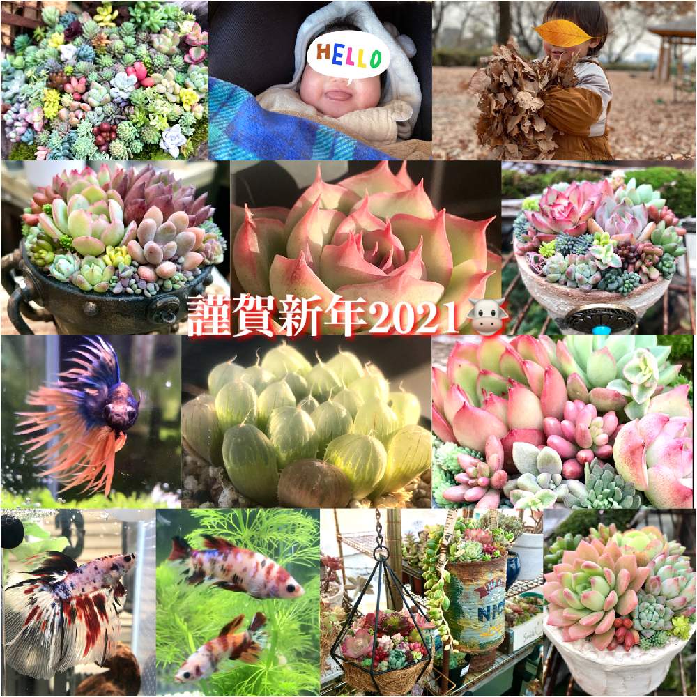 バルコニー/ベランダの画像 by hideさん | バルコニー/ベランダとセダム属とオトメンズと多肉16同期と多肉植物と多肉男子とHTCとジジババ同盟とベランダガーデニングとnomaちゃんのリメ缶とビザールファームと植中毒とエケベリア属とikuraちゃんWSとタニラーとオブラー党と鯉ベタとnomaチャンスチパン鉢と多肉植物の寄植とikuraちゃんとバルコニスト