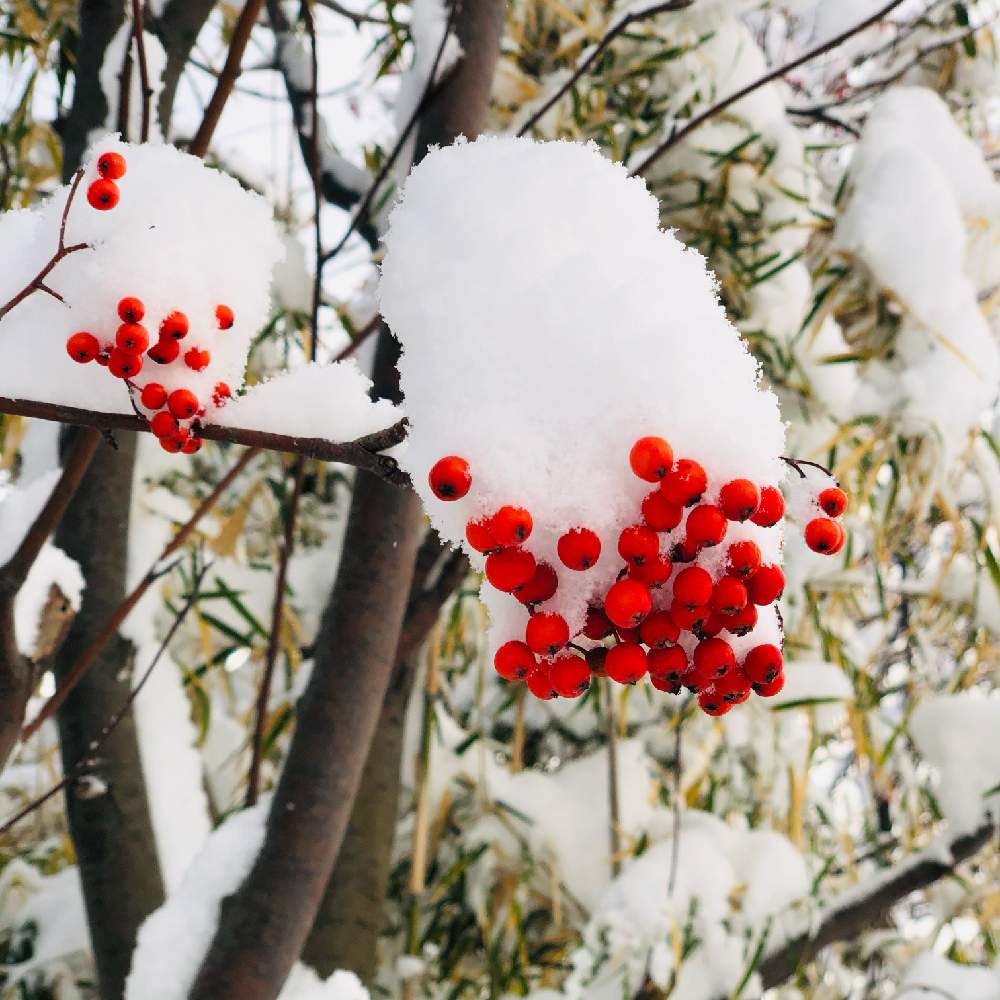 の画像 by ピオニーさん | ナナカマドと斑入り笹と寒さに負けないと雪が積もったと冬の寒さにも負けずと通勤途中と大雪のあとと雪にも負けず!と赤い実