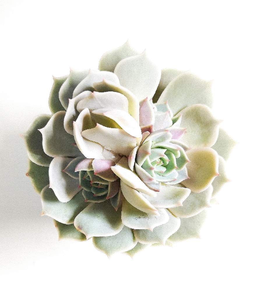 バルコニー/ベランダの画像 by eyeさん | バルコニー/ベランダとローラとEcheveria 'Lola'とBromelia Gifu苗とeARTH SUCCULENTSと☆eye☆740と☆eye☆エケベリア属とローラ✨と三重県とエケベリア属とEpic Gardeningとリラシナ ×
静夜とDick WrightとGREEN ROOMと☆eye☆ら行とグリーンルームとEcheveria 'Lola' ☆eye☆とBromelia Gifuとブロメリアギフと八ヶ岳セレクション