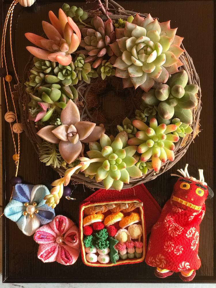 棚の画像 by さちこばやんさん | 棚とお正月と多肉リース寄せとおめでとうと今年もよろしくと獅子舞