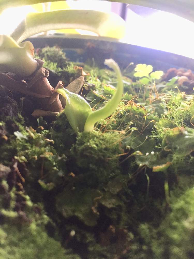 窓辺の画像 by ミッチさん | 窓辺とネペンテス リンダと植物のある暮らしと食虫植物とお気に入り♡と緑のある暮らしと大きくな〜れ!と自然とのふれあいとミッチの会と元気に育て!と子株と楽しみ〜とGREEN UP!とすくすく育ってね♡と植物に癒されて