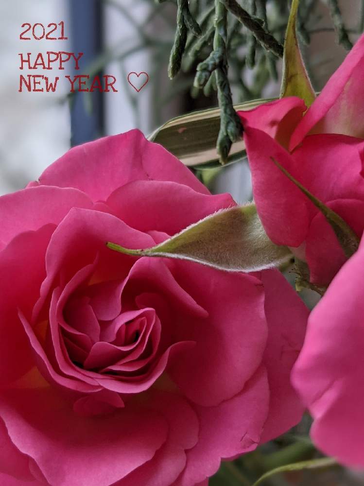 窓辺の画像 by dayanさん | 窓辺と薔薇とばら バラ 薔薇と薔薇愛同盟とピンクの花とお花を買おう❣❣といやされると北海道と大人かわいい♪とバラを楽しむ