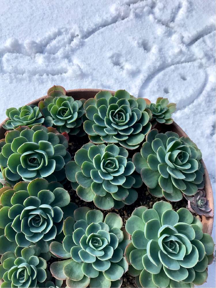 小さな庭の画像 by ゆみこさんさん | 小さな庭と七福神と多肉植物と落書きとiPhone撮影と多肉植物のある暮らしとお正月フォトコン2021年