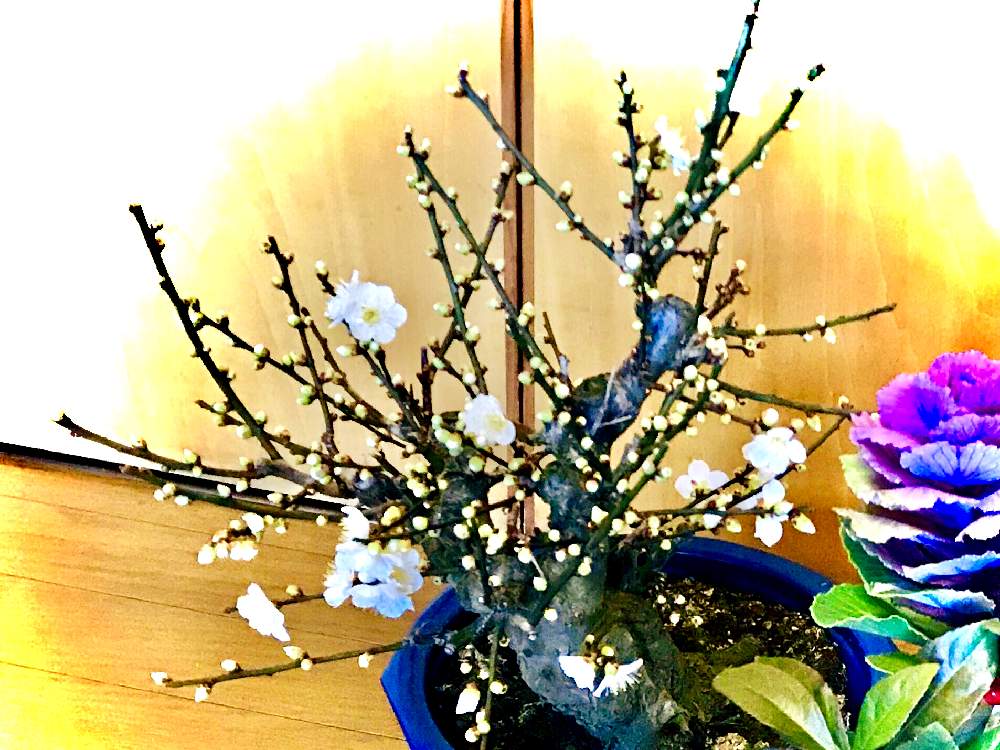 部屋の画像 by ꧁ Go-Yaチャンプルン꧂さん | 部屋と冬至(梅)とジュエルオーキッドと地生蘭と観葉植物とサボテン☆とジュエルラビシアと着生ランと食虫植物と室内温室と多年生多肉植物とイモリウムとおうち園芸とパルダリウムとリビングジャングル化とビオトープ水槽とビニール温室とメキシカンプランツと塊根植物(コーデックス)と熱帯植物とエアプランツとビザールプランツ