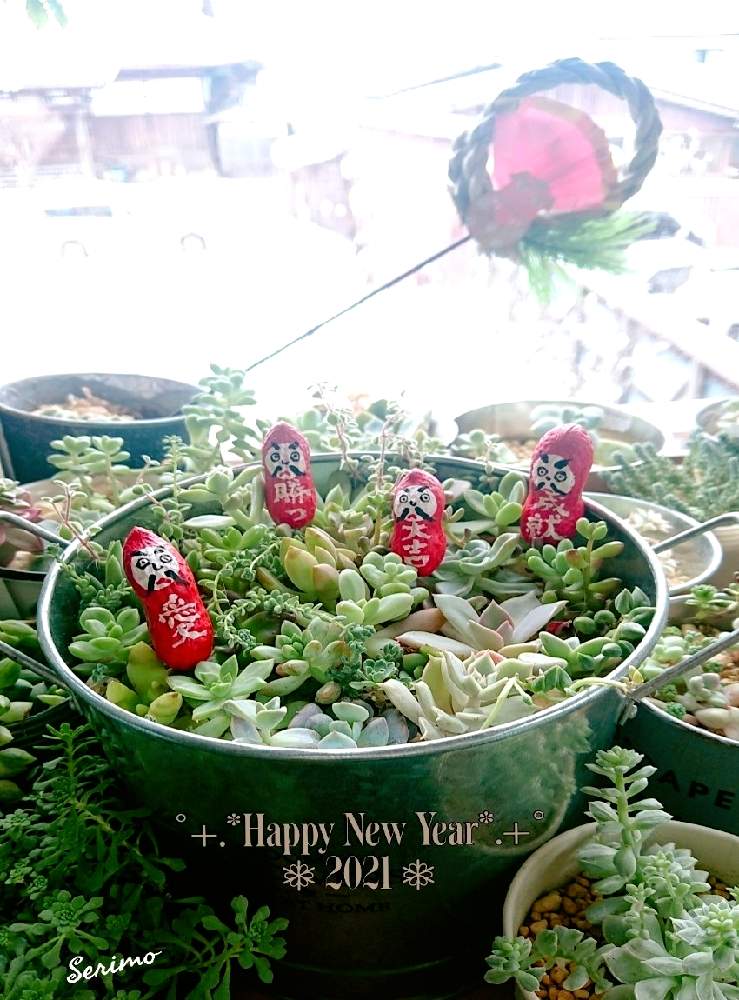 窓辺の画像 by セリモさん | 窓辺と多肉植物と2021年・元旦と多肉大好きとわが家の多肉スペースと多肉のある暮らしとわが家の多肉さん