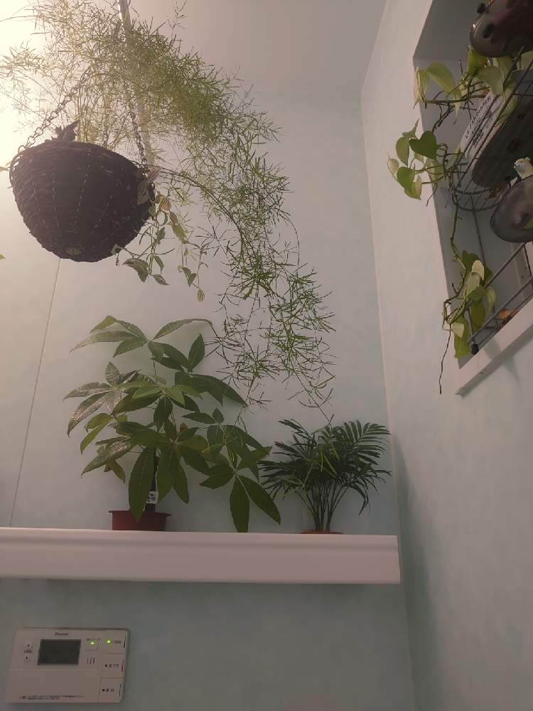 バス/トイレの画像 by 天空のバラの五線譜さん | バス/トイレと観葉植物とおうち園芸