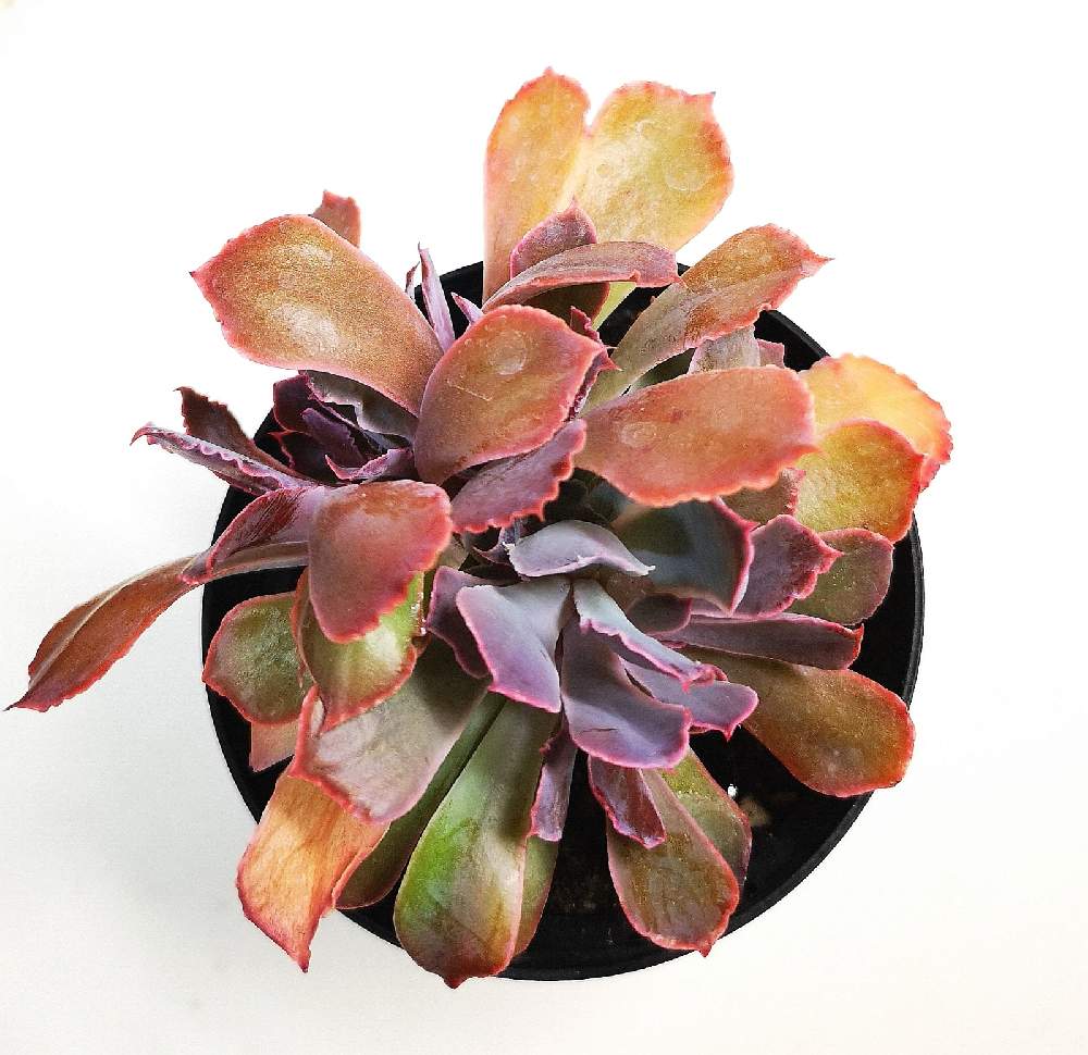 バルコニー/ベランダの画像 by eyeさん | バルコニー/ベランダとEcheveria 'Neon Breakers' ppaとネオンブレーカーズとBromelia Gifu苗とeARTH SUCCULENTSと☆eye☆エケベリア属と☆eye☆な行とネオンブレイカーズ♡とカンテ×シャビアナとAltman Plantsと海津市とネオンブレーカーズ☆とPPA(Perennial Plant Association)とGREEN ROOMと☆eye☆交配種とグリーンルームとRenee O'ConnellとBromelia Gifuとブロメリアギフと八ヶ岳セレクションと☆eye☆540とEcheveria 'Neon Breakers' ppaとレニー・オコンネル