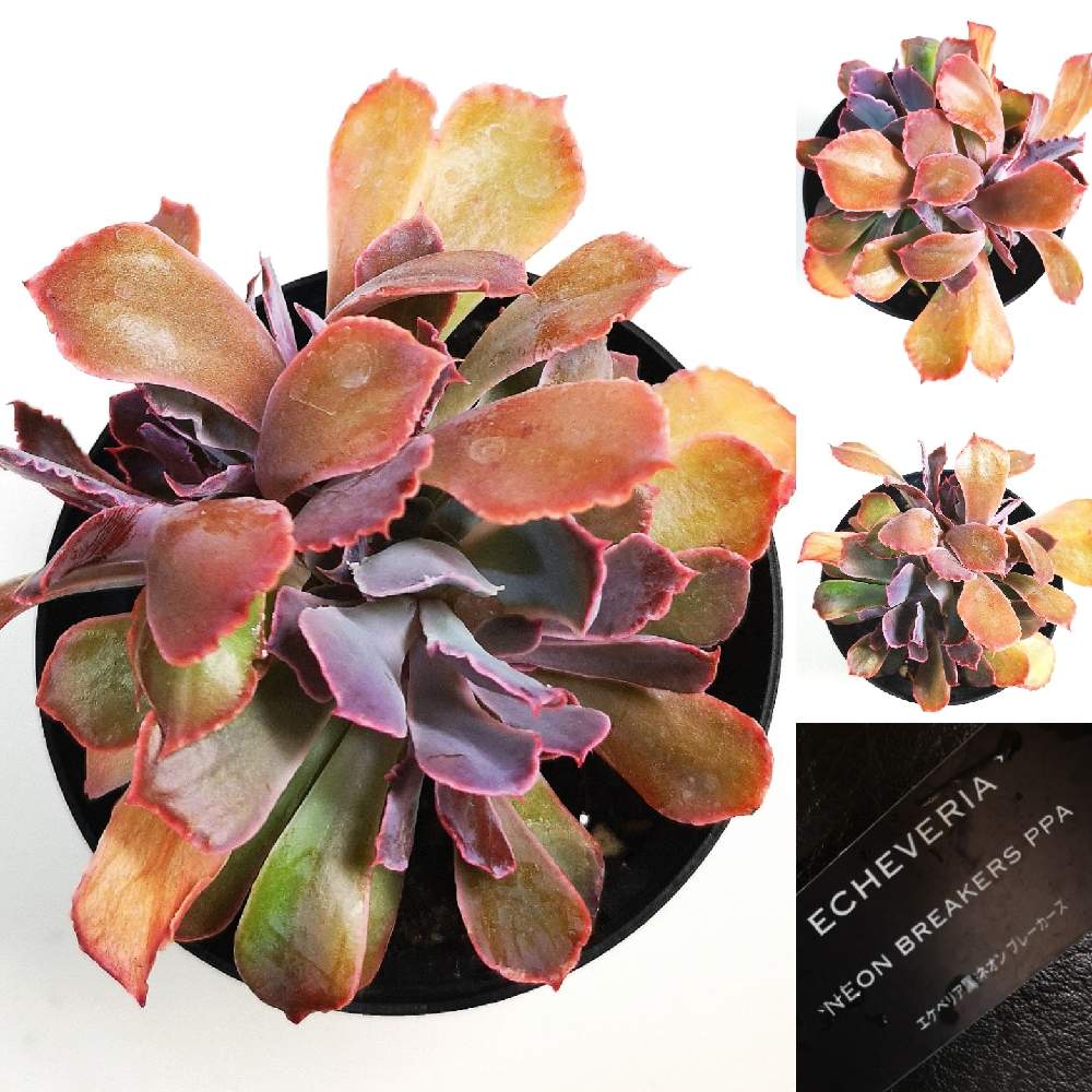 バルコニー/ベランダの画像 by eyeさん | バルコニー/ベランダとEcheveria 'Neon Breakers' ppaとBromelia Gifu苗とeARTH SUCCULENTSと☆eye☆エケベリア属と☆eye☆な行とネオンブレイカーズ♡とカンテ×シャビアナとAltman Plantsとネオンブレーカーズ☆とPPA(Perennial Plant Association)とGREEN ROOMと☆eye☆交配種とグリーンルームとRenee O'ConnellとEcheveria 'Lola' ☆eye☆とBromelia Gifuとブロメリアギフと八ヶ岳セレクションと☆eye☆540とEcheveria 'Neon Breakers' ppaとレニー・オコンネル