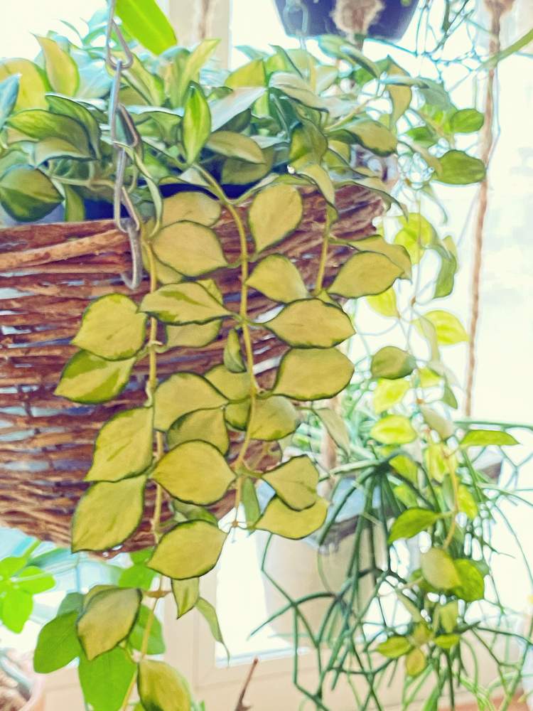 窓辺の画像 by さびちゃねこさん | 窓辺とリプサリスとhoya heuschkeliana variegataとマイ・コレクションとグリーンのある暮らしとホヤ ヘウシュケリアナ バリエガタとホヤ ヘウシュケリアナとホヤ ヘウスケリアナと斑入り好き♡と新年とホヤとホヤ属と斑入り葉っぱと花のある暮らしとかわいいと斑入り。と植物マニアと斑入り愛好家