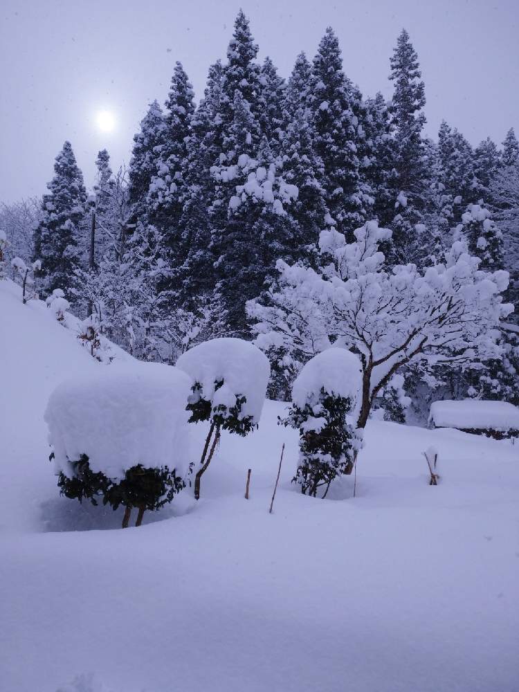 の画像 by やぎ座さん | 新潟県とヤギの庭作り