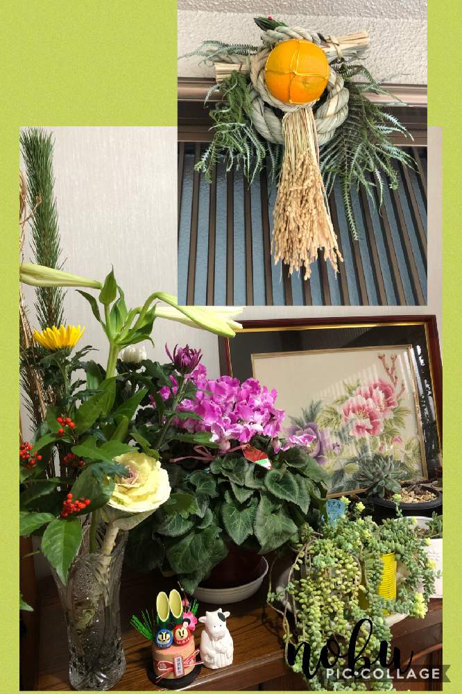 玄関の画像 by アマリリスさん | 玄関と多肉植物とHTCとキュンキュン乙女倶楽部と医療・介護の皆様に感謝と今年のお正月とお正月フォトコン2021年としめ縄飾りとHTC.247とひやみかち首里城!とキュンキュン乙女倶楽部NO、230とピンクのシクラメンといけばなと花のある暮らしと半額以下でしたと広島市とたにおたくらぶとたにおたくらぶNO134と シクラメン
