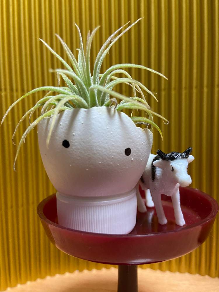 キッチンの画像 by カエルくんさん | キッチンとイオナンタと今日のマエガミくん。