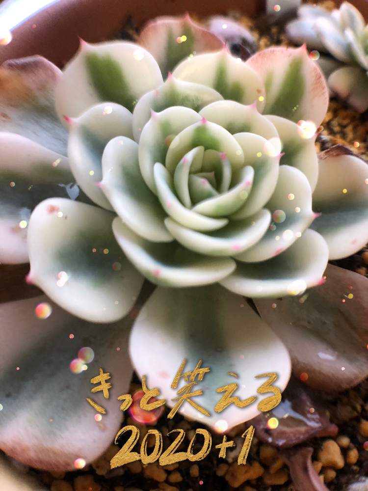 窓辺の画像 by Merleさん | 窓辺とルノーディーンと多肉植物とルノーディーン様とエケベリア ルノーディーンとおうち園芸とルノーディーン錦と多肉初心者