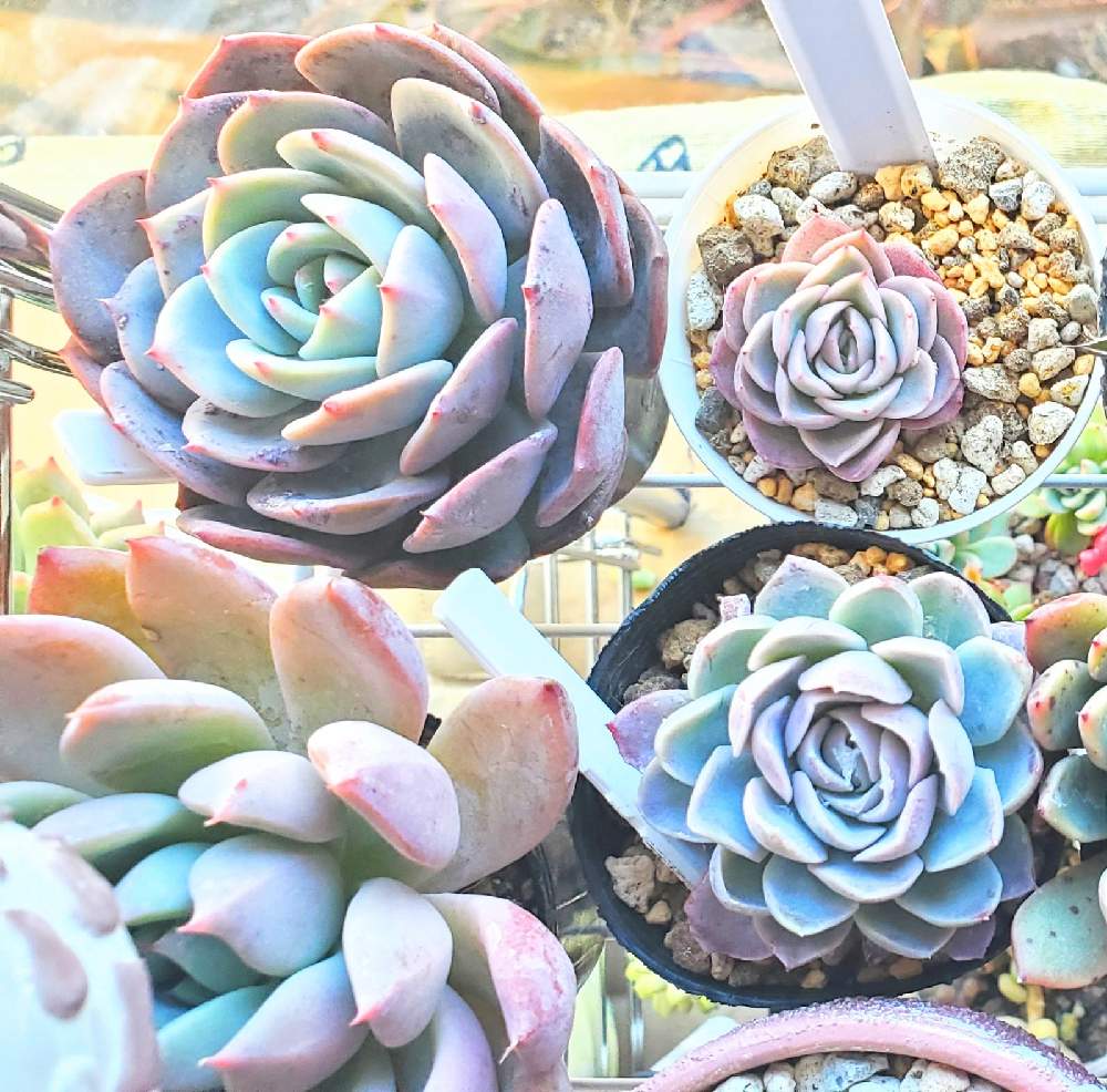 の画像 by mimi29K∧N∧さん | 多肉植物とリメ缶とリメイクと多肉植物が好きな人と繋がりたいと多肉植物寄せ植えとおうち園芸とタニ友募集とリメ鉢とセダム寄植えとエケベリア属とエケベリア寄せとガチャガチャ鉢とキャンディポットとリメイク缶と多肉鉢植え苗ケース希望とリメイク鉢とガチャガチャ